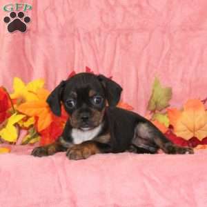 Marigold, Boston Terrier Mix Puppy